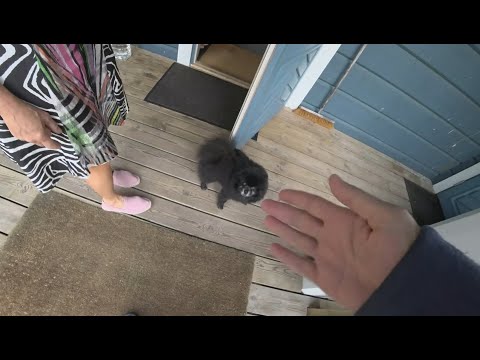 Видео: Агрессивный шпиц из Финляндии (Часть 1)