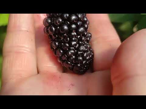 Видео: ежевика Блэк джем в теплице Великий Новгород