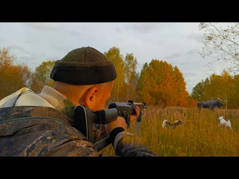 Видео: ОХОТА НА ЛОСЯ НА РЕВУ С ЛАЙКАМИ! МОЩНЫЙ БЫК УШЁЛ, НО...