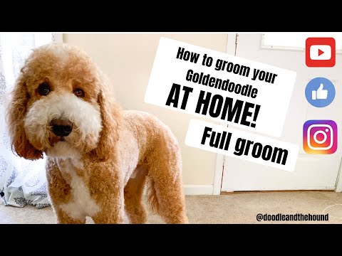 Видео: Уход за голдендуделем «НА ДОМУ»