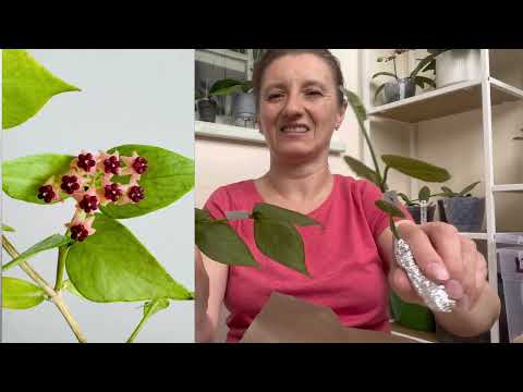 Видео: Вау! Распаковка посылки с новыми растениями!