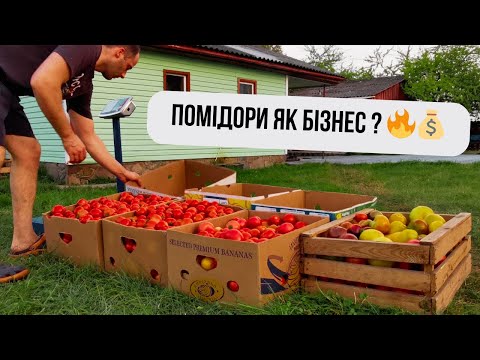 Видео: Бізнес на томатах в селі 🍅 Підсумки по врожаю та останній збір 🇺🇦👍🏻