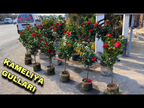 Видео: КАМЕЛИЯ ГУЛЛАРИ ЎЗБЕКИСТОНДА KATTA KAMELIYA GULLARI -5 SOVUQQA CHIDAMLI
