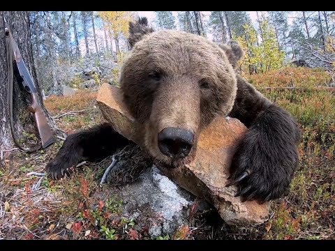 Видео: Очередной медведь вредитель.