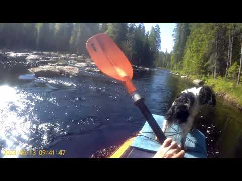Видео: р. Лоймола в июне 2023г. Сплав на пакрафте Black Pike 5.0  с собакой 4 дня