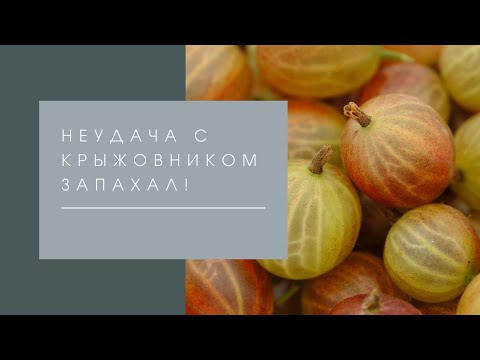 Видео: Неудача с крыжовником. Запахал 1 га.