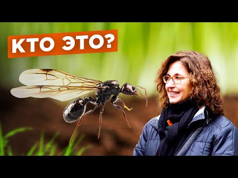 Видео: Как зарождаются муравьиные семьи?  №3 / Мария Винокур и Данила Горюнов Strogoorganic.