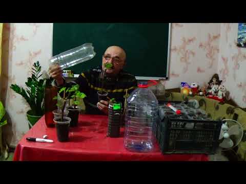 Видео: Вегетирующие саженцы Ч.2.: еще один очень надежный способ их выращивания!