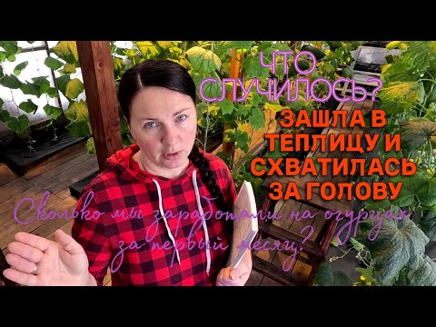 Видео: Как я спасаю рассаду огурцов. На что мы заработали с продажи огурцов в первый месяц?