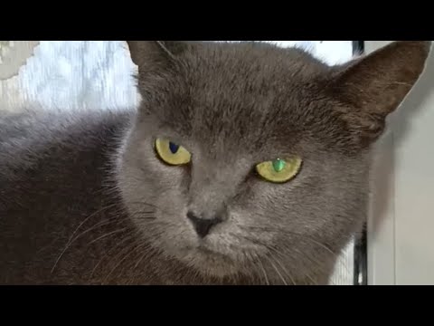 Видео: Солнышки впадают в спячку🥰#приютсолнышко 🌞🐱🐶🐈🐕❤️🙏