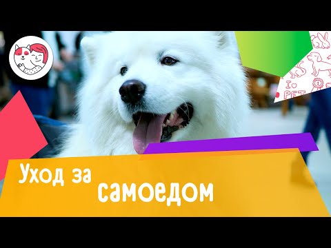 Видео: 5 особенностей ухода за самоедом