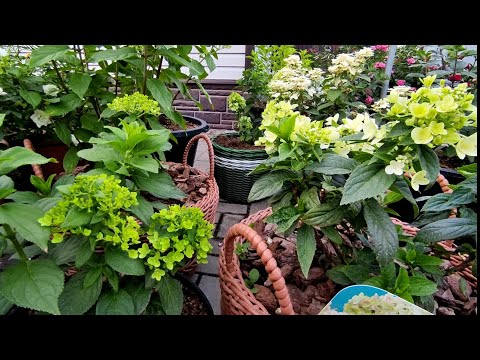 Видео: Метельчатые гортензии в конце июня 🌿🌿Чем кормлю на стадии бутонизации 🌿 Боковое ветвление