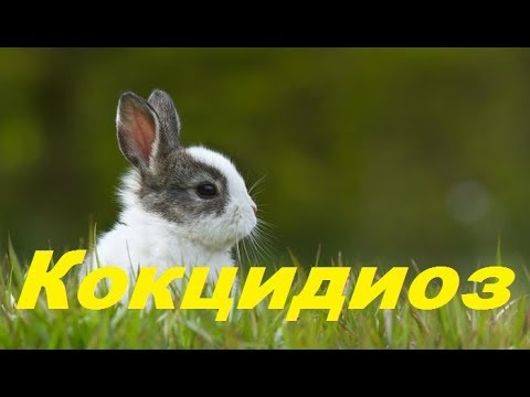 Видео: Лучшее средство от кокцидиоза кроликов. Кокцидиоз у кроликов. Профилактика кокцидиоза