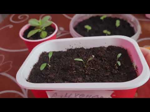 Видео: Обзор семян цветов на сезон 2024.