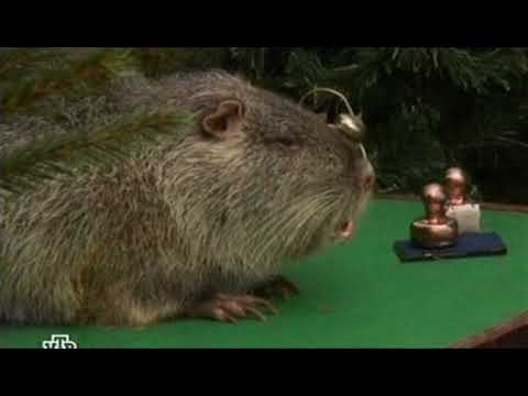 Видео: Сказки Баженова (НТВ 2008-11-22) - Золотая молодежь
