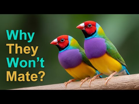 Видео: Почему ваши амадин Гульда не образуют пары | Проверенные способы решения проблемы разведения!