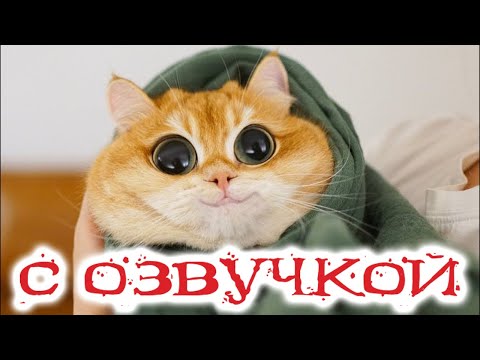 Видео: Приколы с котами! Смешные коты с ОЗВУЧКОЙ! СМЕШНЫЕ ЖИВОТНЫЕ 2022! Тест на психику – Доми шоу