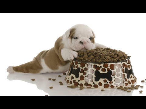 Видео: О сухих кормах. ИМХО.