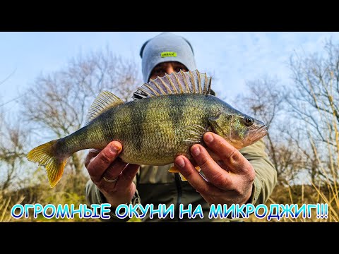 Видео: Трофейный окунь на микроджиг! Таких я еще не ловил!!! Всё на яркую приманку!!!