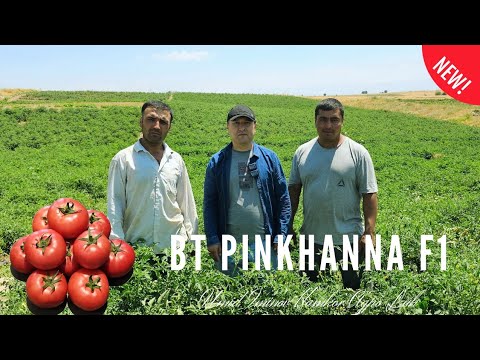 Видео: "BT PINKHANNA F1" (ЯНГИ) ва "PEMBOLA F1" (ЛЕГЕНДА) Помидорлари СУКОКЛИК дехконлар тажрибасида.