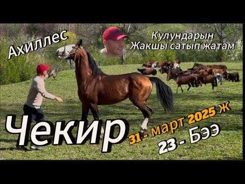Видео: Чекир Ахиллес уйрго Коюлду 31 март 2025 жыл Ноокен