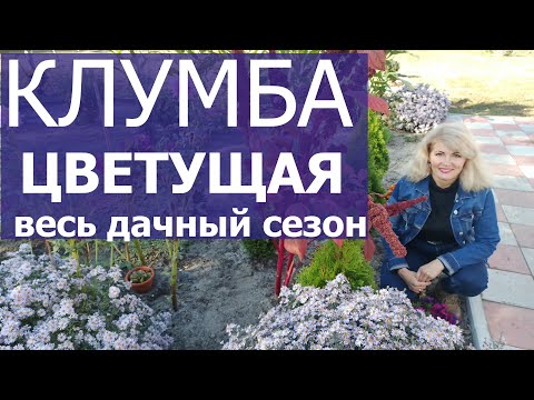 Видео: Клумба непрерывного цветения. Какие цветы подобрать для клумбы?