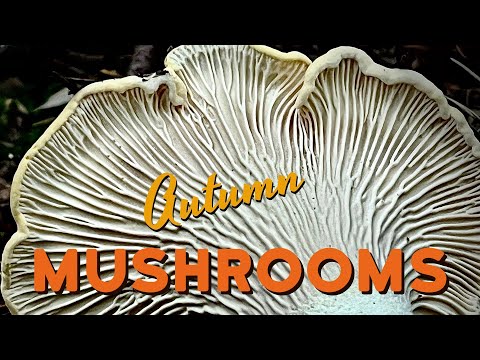 Видео: Скрытые сокровища осеннего леса | Сбор грибов в PNW, часть 2