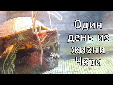 Видео: Один день из жизни Чери! Жизнь моей красноухой черепахи! / ЧЕРИ TV