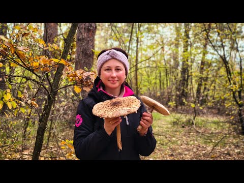 Видео: Грибний день та шурпа на багатті 