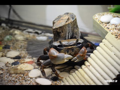 Видео: Радужный краб полинял