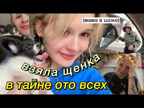 Видео: Я ЗАВЕЛА СОБАКУ!