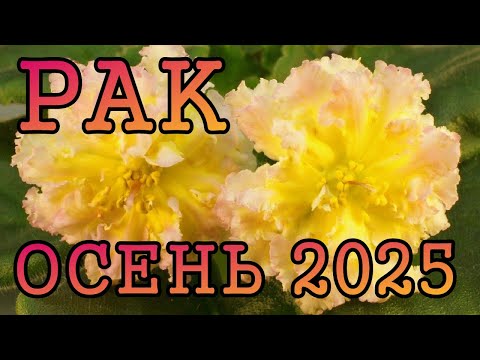 Видео: РАК таро прогноз на ОСЕНЬ 2025 года сентябрь, октябрь, ноябрь