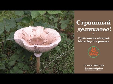 Видео: Страшный деликатес! Гриб-зонтик пёстрый - Macrolepiota procera.