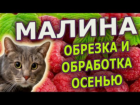 Видео: ЧЕТЫРЕ совета по обрезке и обработке МАЛИНЫ от болезней и вредителей ОСЕНЬЮ. Как обрезать малину.