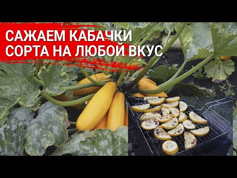 Видео: Сажаем кабачки - сорта на любой вкус