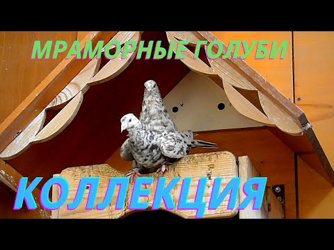 Видео: Мраморные голуби разных мастей! В гостях Валерия!
