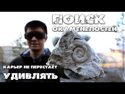 Видео: Карьер не перестает удивлять| Новые окаменелости в шикарном состоянии, которым 300 млн. лет