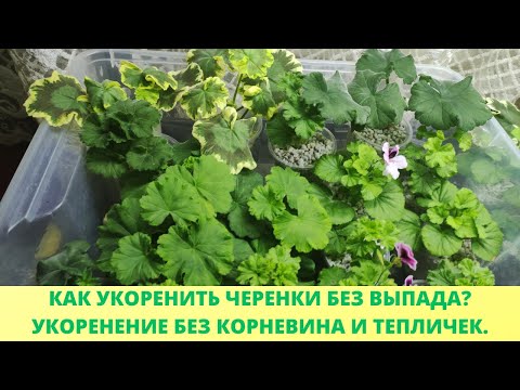 Видео: Обязательно укорените черенки этим способом. Черенок не вянет и не гниет.Способ укоренения дает 100%