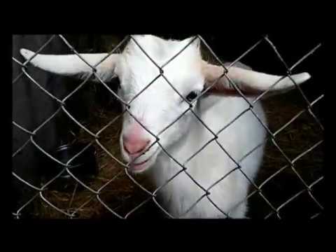 Видео: Е-селен и седимин козлятам и козам. Не всегда идет хорошо.