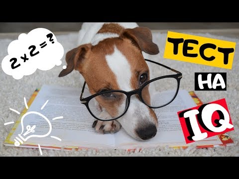 Видео: ТЕСТ: НАСКОЛЬКО УМНАЯ МОЯ СОБАКА? | ТЕСТ НА УРОВЕНЬ ИНТЕЛЛЕКТА СОБАКИ
