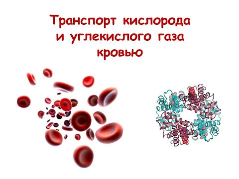 Видео: Транспорт кислорода и углекислого газа кровью