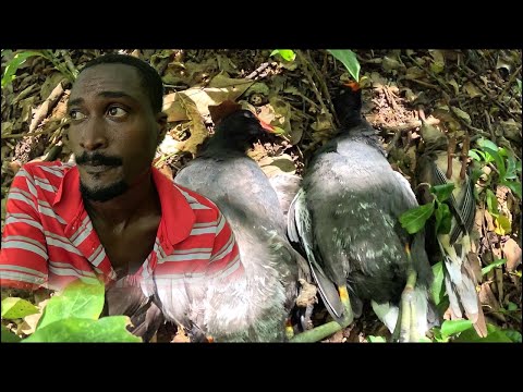 Видео: Вот как охотятся на диких уток на Ямайке: ловят и готовят.