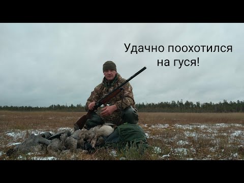 Видео: Удачная охота на гуся в Карелии! Гусь попёр!