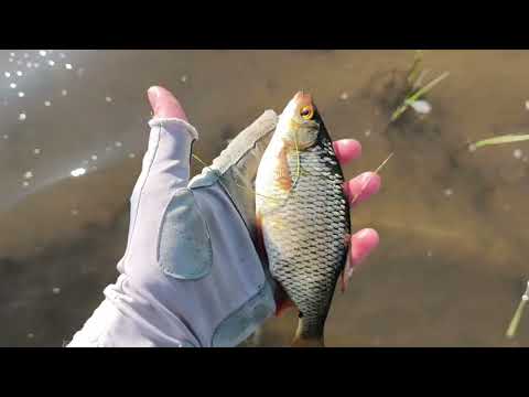 Видео: УЛЬТРАЛАЙТ НА ВОДОСХОВИЩІ!!! ЛОВЛЯ ОКУНЯ НА МІЛЯКУ!!!