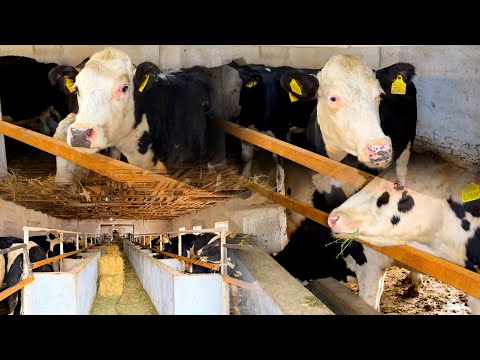 Видео: МОЛО ОМАДАН МОЛИ БЕЛАРУСИЯ МОЛО ДАР ФЕРМА ОПТОМ ГАЛИШТЕН ВА ГИБРИТ БУКА ГНОЧИНО 4 ноября 2025 г.