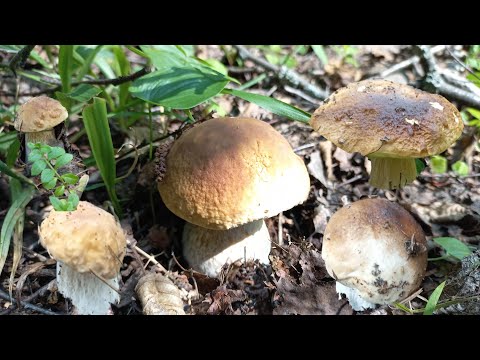 Видео: ГРИБЫ 🍄  Грибное Безумие  Нашла Поляну Белых БЕЗ КОРВАЛОЛА НЕ СМОТРЕТЬ/ Обновила и Второе ВЕДРО