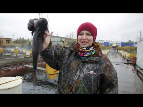 Видео: Сделано в Югре Сургутский Рыбхоз