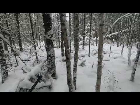 Видео: 26.12.2024 Охота с руской гончей, последний в этом году