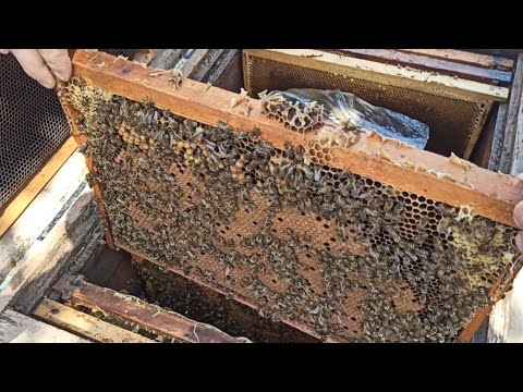 Видео: ПЧЁЛЫ 🐝🐝. ПРАВИЛЬНОЕ РАСШИРЕНИЕ ГНЕЗДА ВЕСНОЙ.