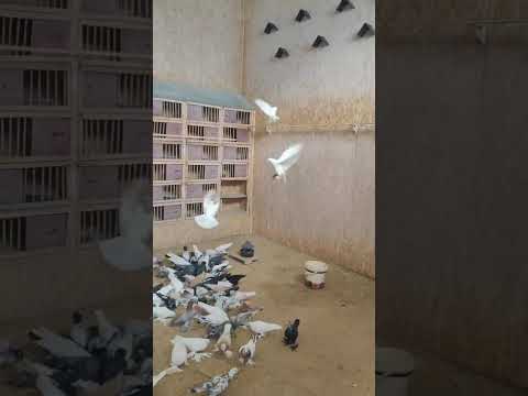 Видео: 26 октября 2025 г.